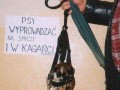 Pies w kagańcu