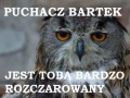 Puchacz Bartek
