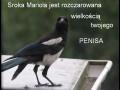 Sroka Mariola