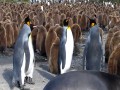 King pinguins fighting