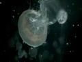 Bjork - Oceania