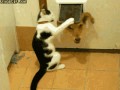 Cat attack