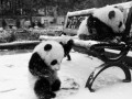 Pandy