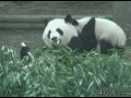 Kung Fu panda