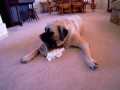Angielski mastiff vs Chihuahua