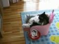 Koci relaks