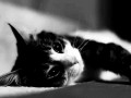 Kitty cat