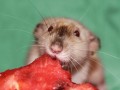 Szczurek