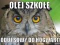 Olej szkołę