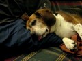 BLOW OFF dog