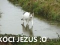 Koci Jezus