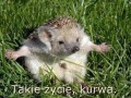 Takie życie