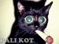 Pali kot
