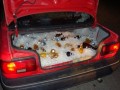 Auto imprezowe