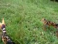 Krab go użarł w nos