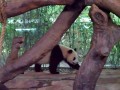 Budzenie pandy