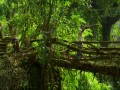 Meghalaya - Żyjący most