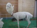 Lama