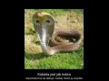 Kobieta jest jak kobra