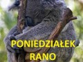 Poniedziałek rano