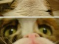 Gremlin