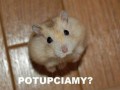 Potupciamy