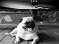Mops