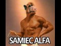 Samiec alfa