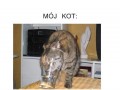 Koty w internecie