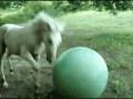 Konik