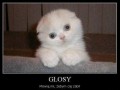 Głosy