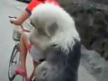 Chinka wiezie psa na bagażniku