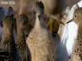 Funny Talking Animals - Best Of