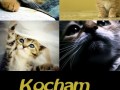 Kocham koty!