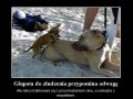 Głupota do złudzenia przypomina odwagę