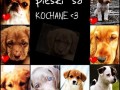 Kocham psy