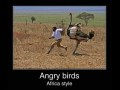 Angry birds - edycja afrykańska