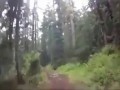 Pierwszoosobowa kamera - ścigany przez niedźwiedzia
