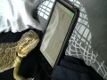 Agama brodata gra na smartfonie