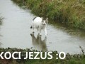 Koci Jezus