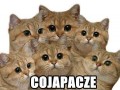 Co ja pacze
