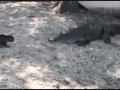 Kot vs aligator