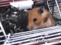 Chomik