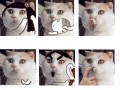 Face cat