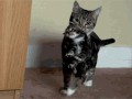 Awww