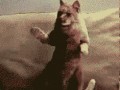 Cat!!
