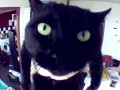 Baunsing cat