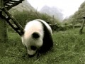 Rolling panda