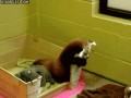 Pandy