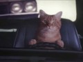 Like a boss